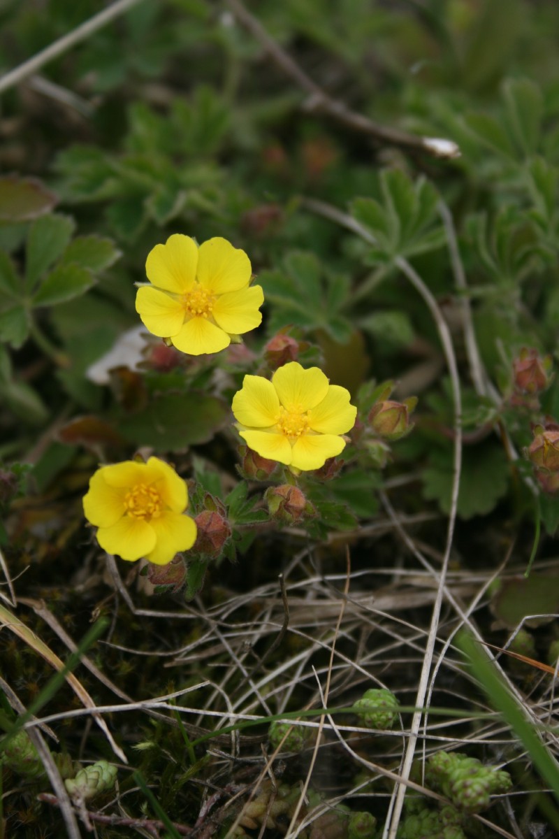 Sidabražolė, smiltyninė