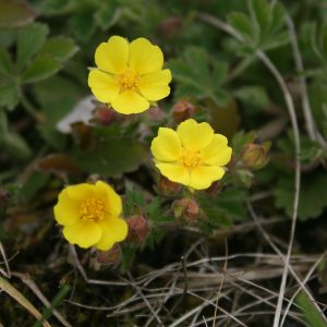 Sidabražolė, smiltyninė