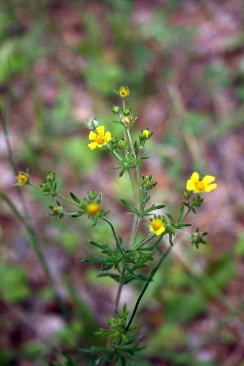Sidabražolė, tikroji