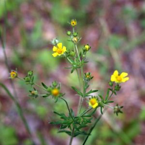 Sidabražolė, tikroji