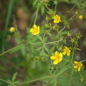 Sidabražolė, miškinė