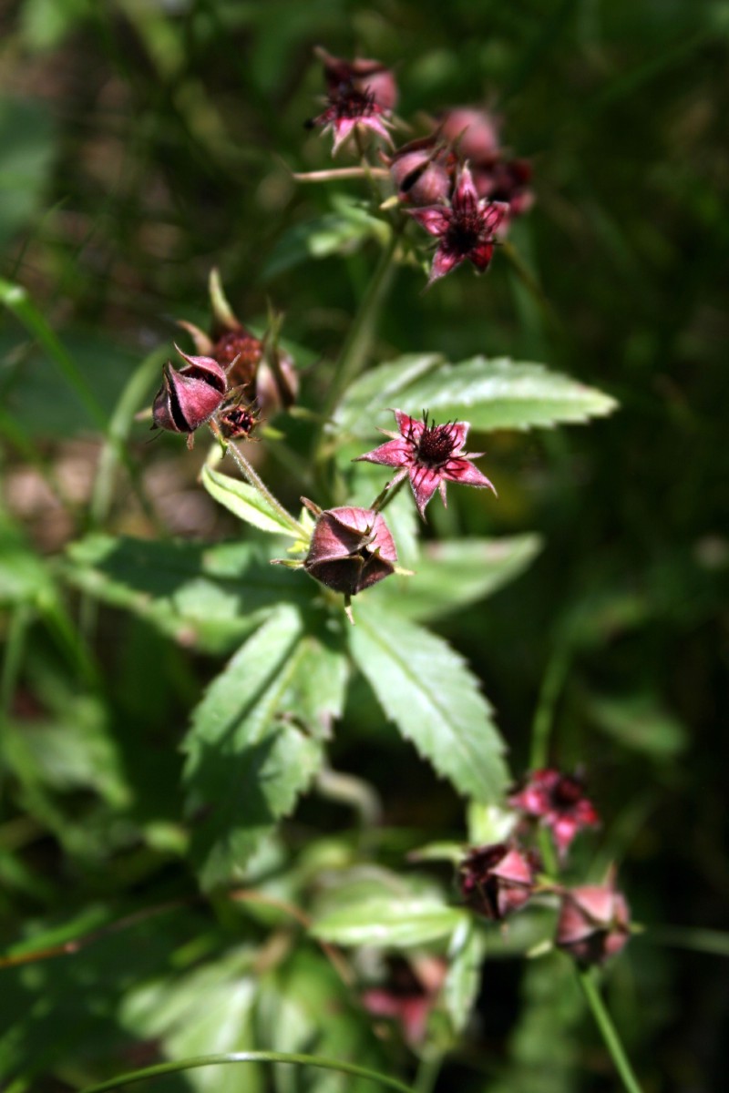 Sidabražolė, pelkinė