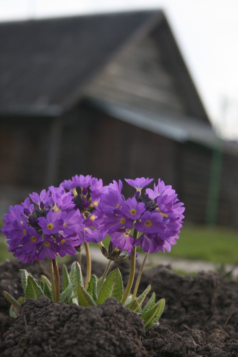 Raktažolė, dantytalapė