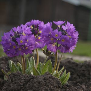 Raktažolė, dantytalapė