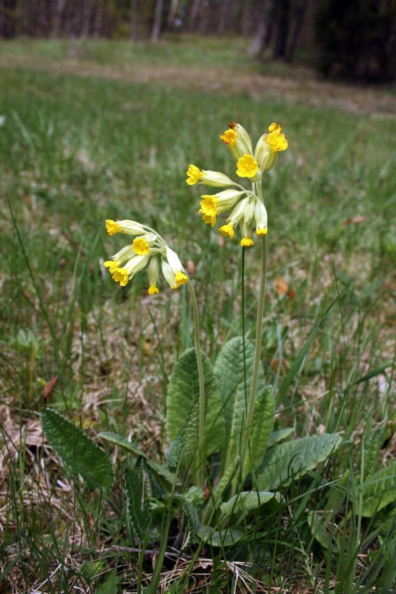 Raktažolė, pavasarinė