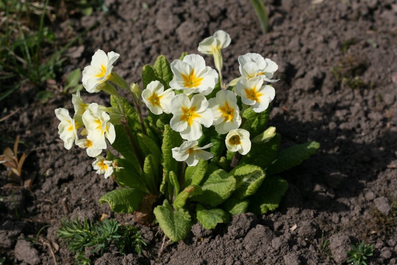 Raktažolė, paprastoji