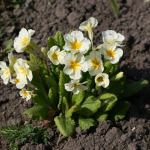 Raktažolė, paprastoji