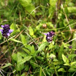 Juodgalvė, paprastoji