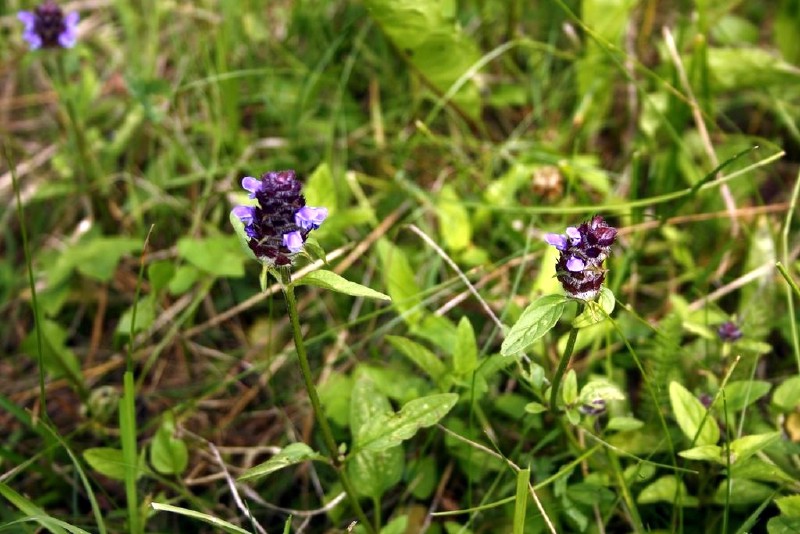 Juodgalvė, paprastoji