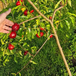 Nektarinas, paprastasis