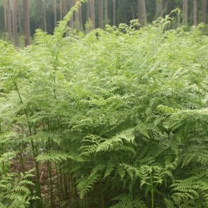 Šakys, didžialapis