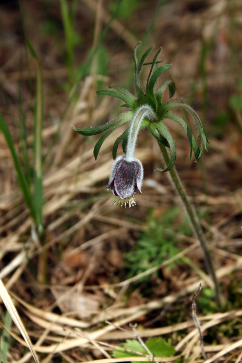 Šilagėlė, pievinė