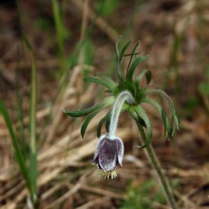 Šilagėlė, pievinė