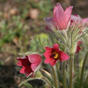 Šilagėlė, paprastoji