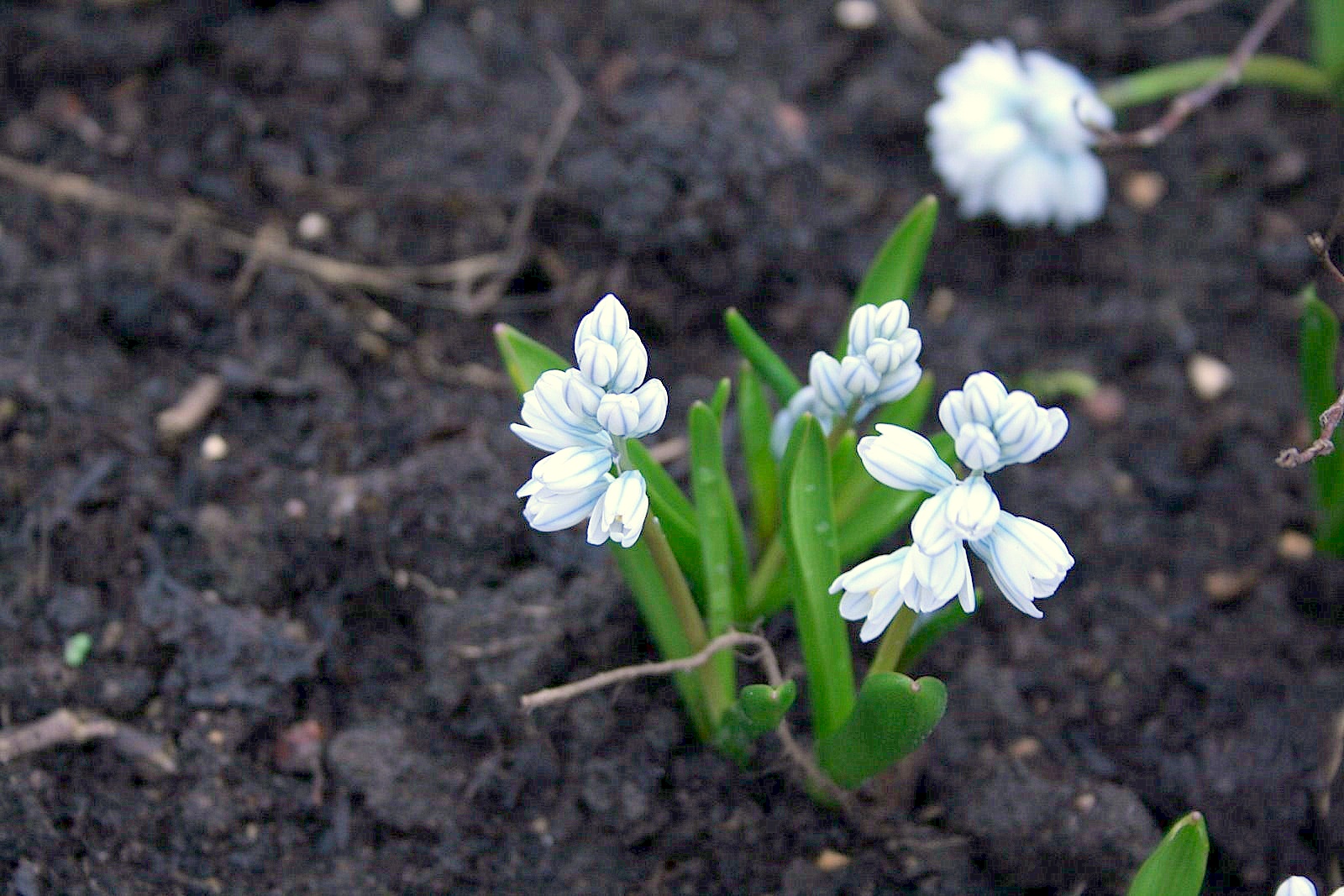 Puškinija, scyliažiedė