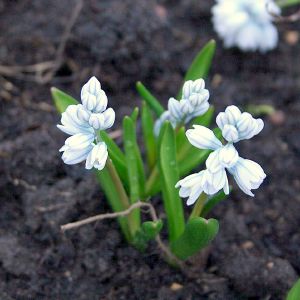 Puškinija, scyliažiedė