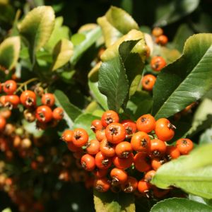 Dyglainė, raudonvaisė