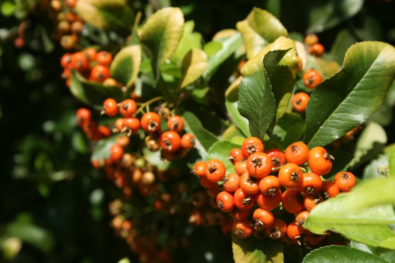 Dyglainė, raudonvaisė