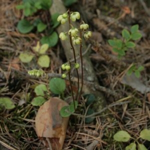 Kriaušlapė, žaliažiedė