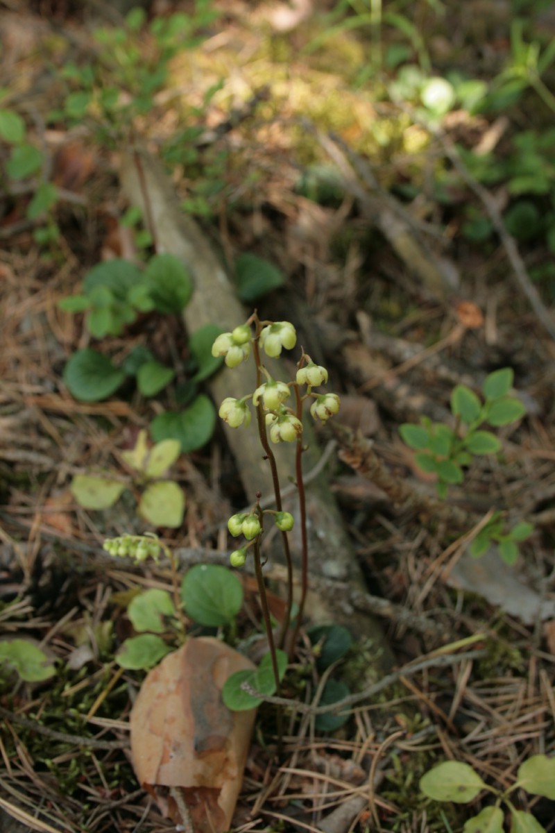 Kriaušlapė, žaliažiedė