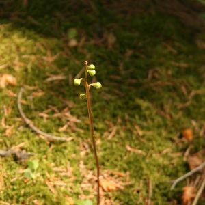 Kriaušlapė, apskritalapė