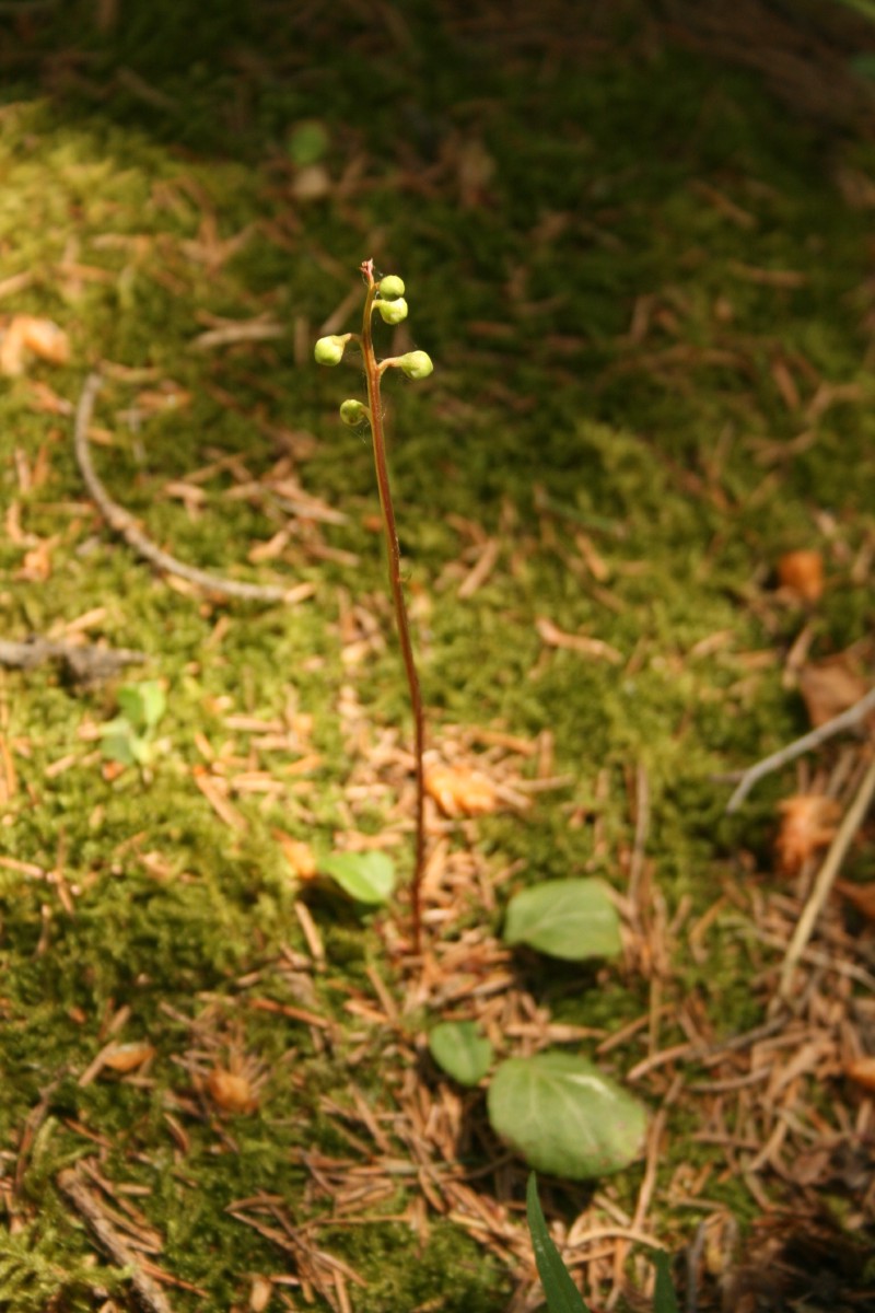 Kriaušlapė, apskritalapė