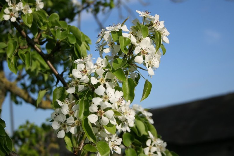 Kriaušė, paprastoji