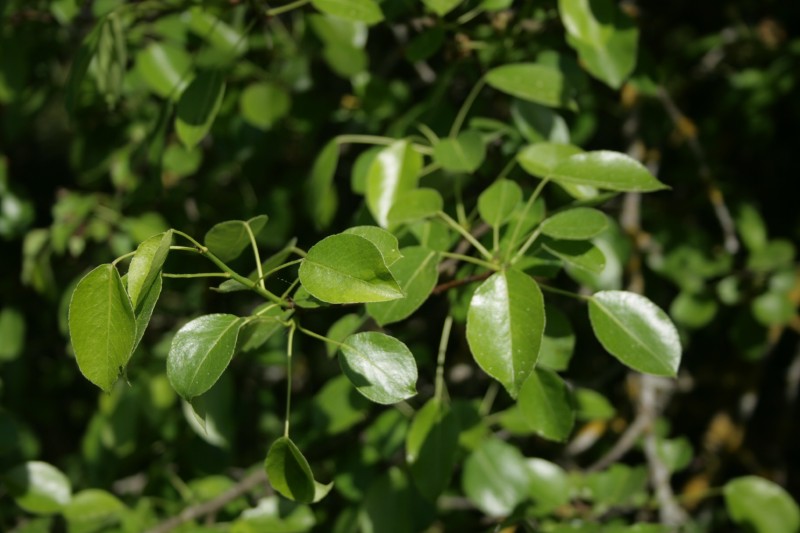 Kriaušė, miškinė