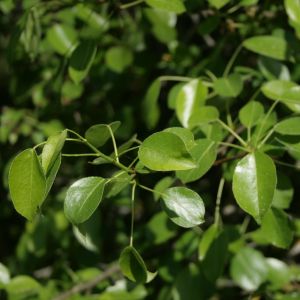 Kriaušė, miškinė