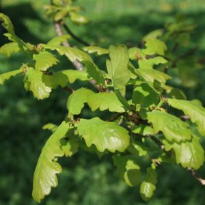 Ąžuolas, paprastasis