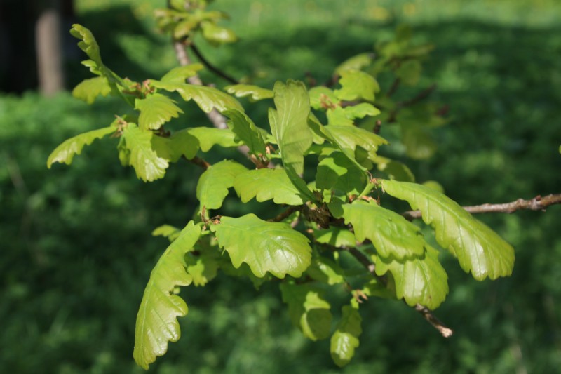Ąžuolas, paprastasis