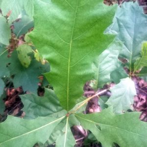 Ąžuolas, raudonasis