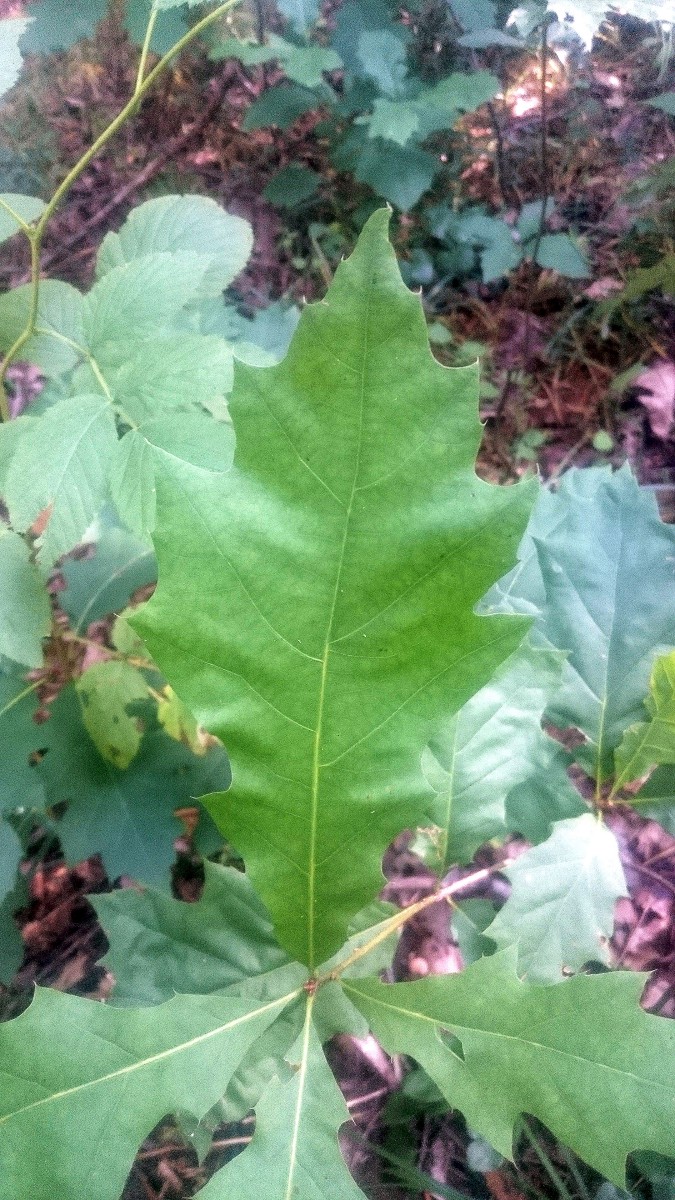 Ąžuolas, raudonasis