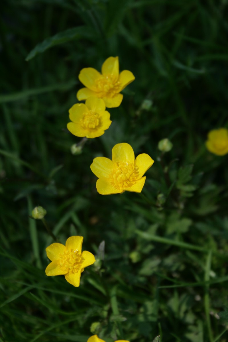 Vėdrynas, šliaužiantysis