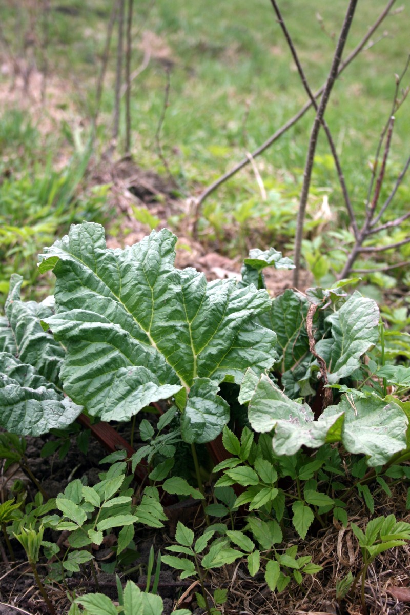 Rabarbaras, daržovinis