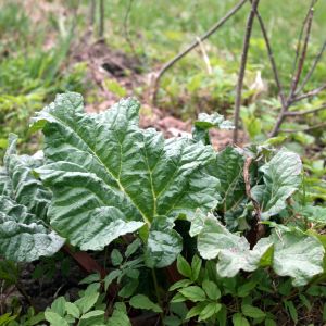 Rabarbaras, daržovinis