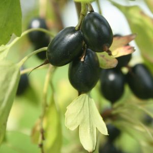 Serbentas, auksuotasis