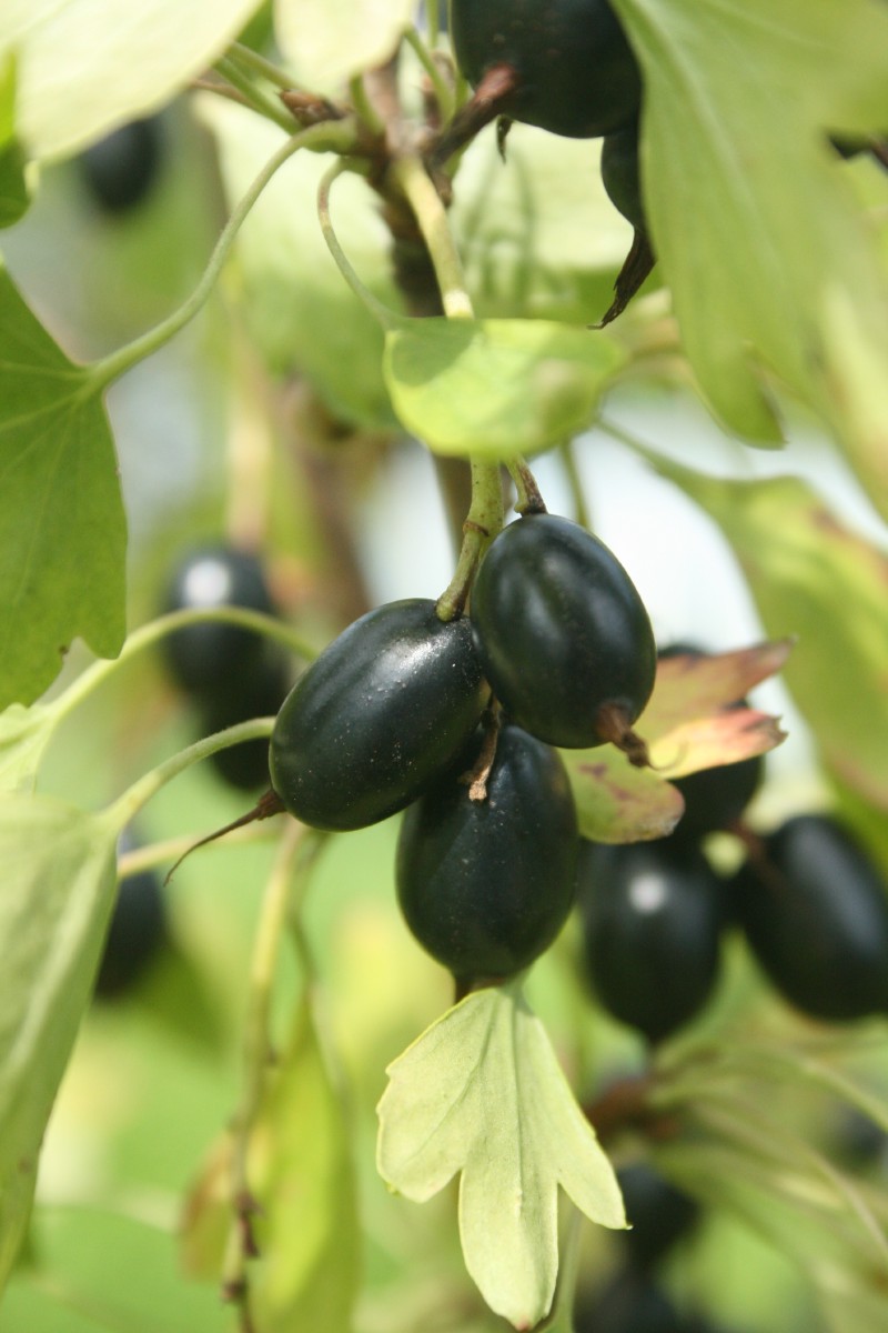 Serbentas, auksuotasis