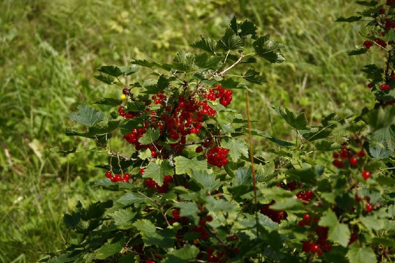 Serbentas, raudonasis