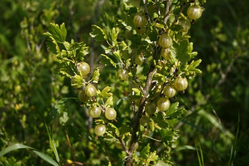 Agrastas, paprastasis