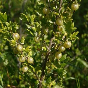 Agrastas, paprastasis