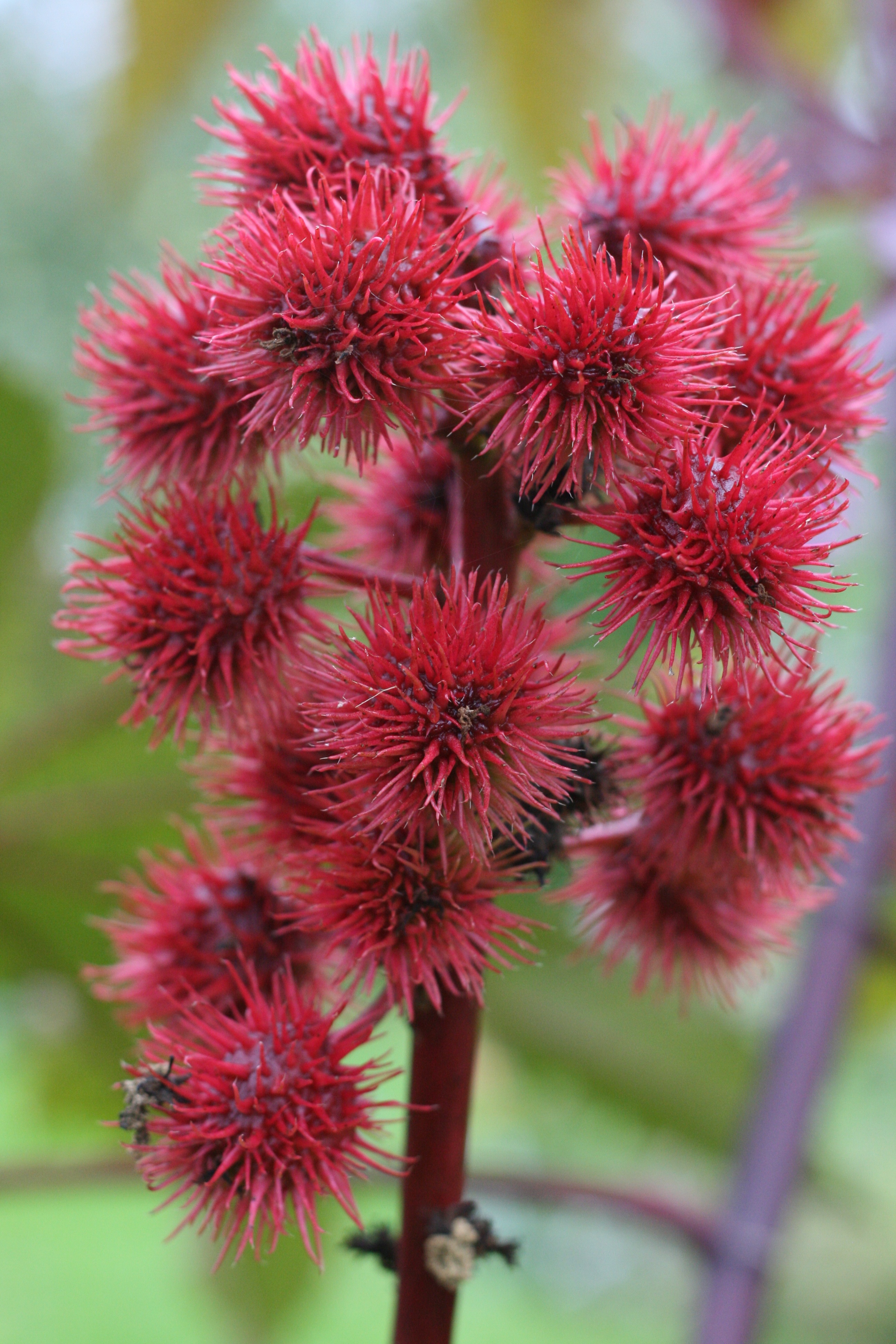 Ricinmedis, paprastasis