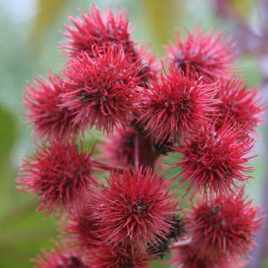 Ricinmedis, paprastasis