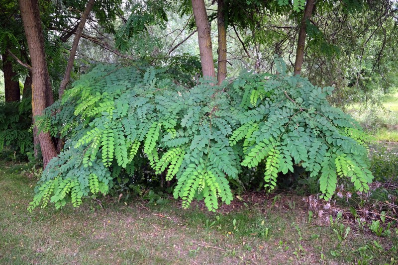 Robinija, baltažiedė