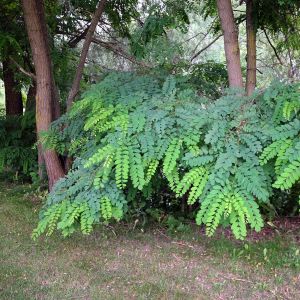 Robinija, baltažiedė