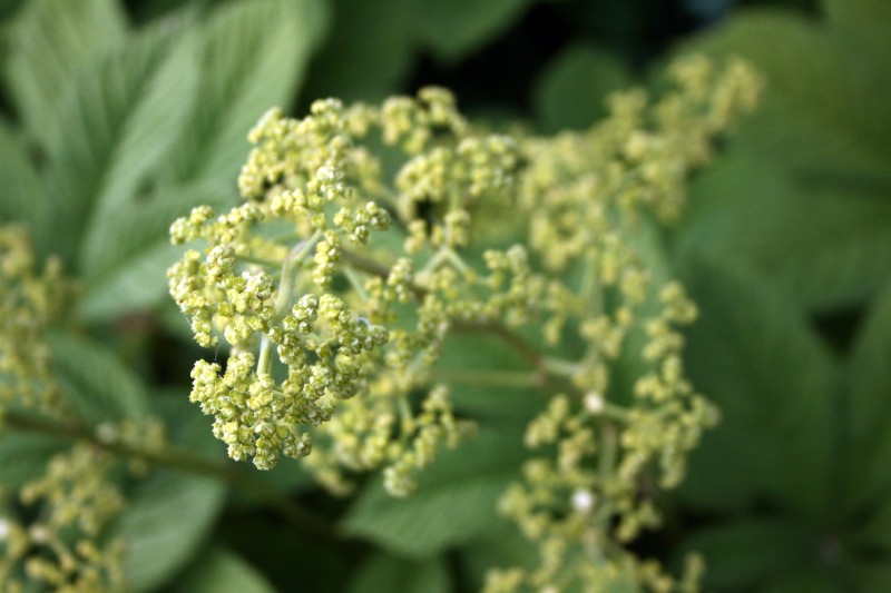 Rodžersija, kaštonlapė