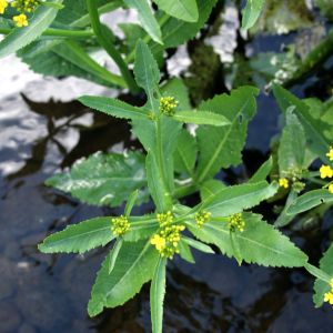 Čėriukas, vandeninis