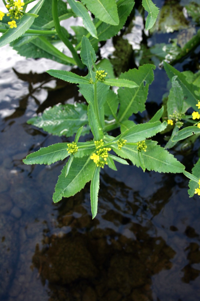 Čėriukas, vandeninis