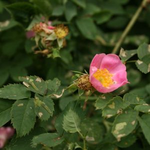 Erškėtis, paprastasis