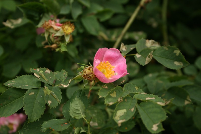 Erškėtis, paprastasis